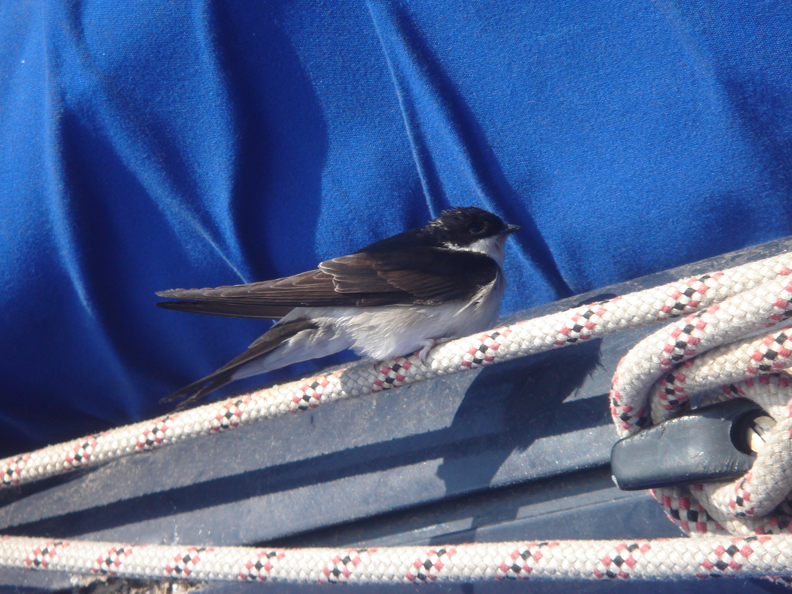 storm petrel